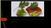 Introduction to Leaf Miners Lepidoptera