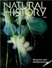 Neurons and Nudibranchs Wt-Z - R