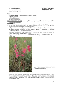 1.4 Gladiolus Palustris GAUDIN Code: 4096 Приложения IІ, ІV Аксел Симанк, Гр