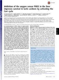 Inhibition of the Oxygen Sensor PHD2 in the Liver Improves Survival in Lactic Acidosis by Activating the Cori Cycle