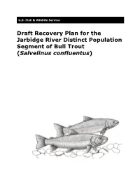 Draft Recovery Plan for Jarbidge Population of Bull Trout