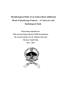 Morphological Study of an Undescribed Additional Head of Quadriceps Femoris – a Cadaveric and Radiological Study