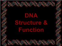 Chapter 12 DNA &
