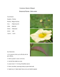 Common Name- Bilayat Botanical Name- Sida Ovata