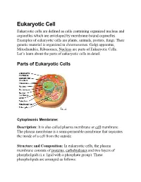 Eukaryotic Cell Eukaryotic Cells Are Defined As Cells Containing Organized Nucleus and Organelles Which Are Enveloped by Membrane-Bound Organelles