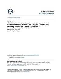Pre-Columbian Cultivation of Agave Species Through Rock Mulching: Potential for Modern Applications