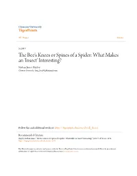 The Bee's Knees Or Spines of a Spider: What Makes an 'Insect' Interesting? Nathan James Shipley Clemson University, Frog Boy93@Hotmail.Com