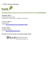1. Padil Species Factsheet Scientific Name: Common Name Image
