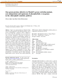 Stay-Green Protein, Defective in Mendel's Green Cotyledon Mutant, Acts Independent and Upstream of Pheophorbide a Oxygenase In
