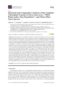 Structural and Comparative Analysis of the Complete Chloroplast Genome of Pyrus Hopeiensis—“Wild Plants with a Tiny Population”—And Three Other Pyrus Species