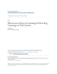 Effectiveness of Lure in Capturing Northern Bog Lemmings on Trail Cameras Keely Benson Kb239520@Umconnect.Umt.Edu