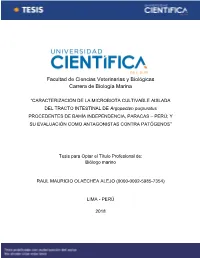 TL-Olaechea R.Pdf