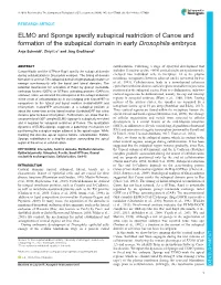 ELMO and Sponge Specify Subapical Restriction of Canoe and Formation of the Subapical Domain in Early Drosophila Embryos Anja Schmidt*, Zhiyi Lv* and Jörg Großhans‡
