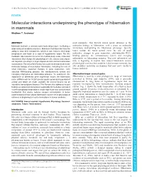 Molecular Interactions Underpinning the Phenotype of Hibernation in Mammals Matthew T