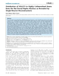 Distribution of VGLUT3 in Highly Collateralized Axons from the Rat Dorsal Raphe Nucleus As Revealed by Single-Neuron Reconstructions
