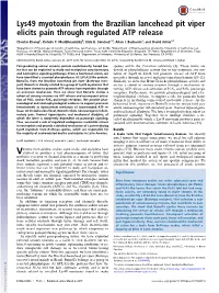 Lys49 Myotoxin from the Brazilian Lancehead Pit Viper Elicits Pain Through Regulated ATP Release