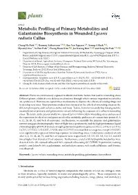 Metabolic Profiling of Primary Metabolites and Galantamine