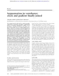 Segmentation in Vertebrates: Clock and Gradient Finally Joined