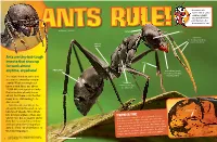 Ąnts Are Tiny-But-Tough Insects That Show up for Work Almost Anytime