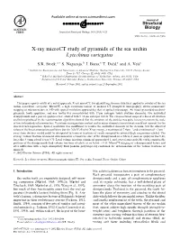 X-Ray Microct Study of Pyramids of the Sea Urchin Lytechinus Variegatus