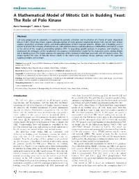 A Mathematical Model of Mitotic Exit in Budding Yeast: the Role of Polo Kinase