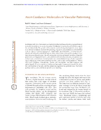 Axon Guidance Molecules in Vascular Patterning