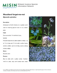 Woodland Forget-Me-Not Myosotis Sylvatica