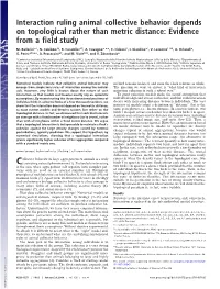 Interaction Ruling Animal Collective Behavior Depends on Topological Rather Than Metric Distance: Evidence from a Field Study