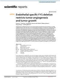 Endothelial Specific YY1 Deletion Restricts Tumor Angiogenesis And