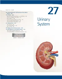 Urinary System