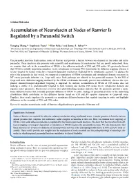Accumulation of Neurofascin at Nodes of Ranvier Is Regulated by a Paranodal Switch