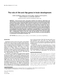 The Role of Otx and Otp Genes in Brain Development