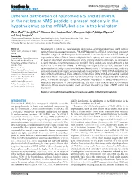 Different Distribution of Neuromedin S and Its Mrna in the Rat Brain: NMS Peptide Is Present Not Only in the Hypothalamus As the Mrna, but Also in the Brainstem