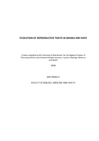 Evolution of Reproductive Traits in Sharks and Rays