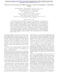 Phenotype Bias Determines How RNA Structures Occupy the Morphospace of All Possible Shapes