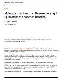 Molecular Mechanisms: Researchers Light up Interactions Between Neurons