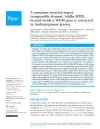 A Miniature Inverted-Repeat Transposable Element, Addin-MITE, Located Inside a WD40 Gene Is Conserved in Andropogoneae Grasses