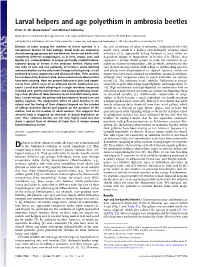 Larval Helpers and Age Polyethism in Ambrosia Beetles