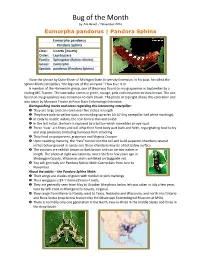 Bug of the Month by Jim Revell / November 2016 Eumorpha Pandorus | Pandora Sphinx