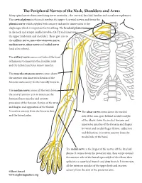 The Peripheral Nerves of the Neck, Shoulders and Arms Many Spinal Nerves Form Interlacing Nerve Networks – the Cervical, Brachial, Lumbar and Sacral Nerve Plexuses
