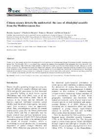 The Case of Abudefduf Saxatilis from the Mediterranean Sea