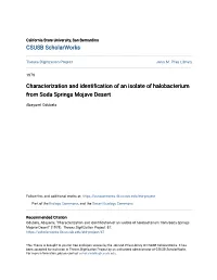 Characterization and Identification of an Isolate of Halobacterium from Soda Springs Mojave Desert