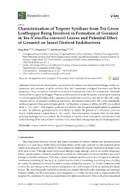 Characterization of Terpene Synthase from Tea Green Leafhopper Being