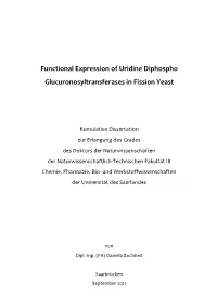 Functional Expression of Uridine Diphospho Glucuronosyltransferases in Fission Yeast