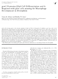 Gcm2 Promotes Glial Cell Differentiation and Is Required with Glial Cells Missing for Macrophage Development in Drosophila