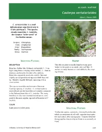 Algae Sheets-Invasive Elsewhere