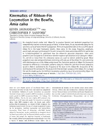 Kinematics of Ribbonfin Locomotion in the Bowfin, Amia Calva