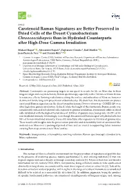 Carotenoid Raman Signatures Are Better Preserved in Dried Cells Of