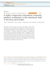 A Highly Conspicuous Mineralized Composite Photonic Architecture in the Translucent Shell of the Blue-Rayed Limpet