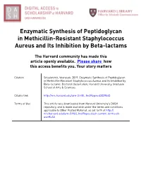 Enzymatic Synthesis of Peptidoglycan in Methicillin-Resistant Staphylococcus Aureus and Its Inhibition by Beta-Lactams